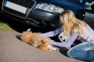 a woman comforts her pets who have been in a car accident